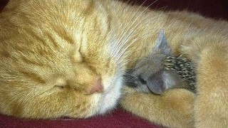 Котка осинови 4 таралежчета