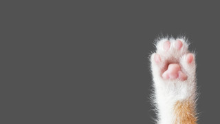 Котка посреща стопанина си всеки ден след работа с "Hello"