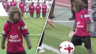 Внимание! Маймуна на терена! (ВИДЕО)