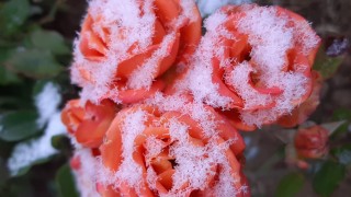Имен ден днес – 17 март