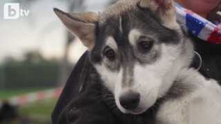 Над 250 кучета в едно необичайно състезание (ВИДЕО)