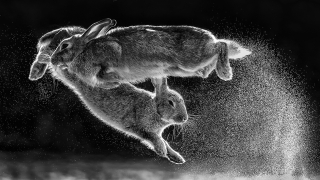 Най-добрите снимки от фотоконкурса Nature Photographer of The Year 2019
