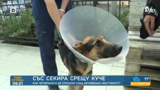 История с щастлив край: куче, посечено с брадва, е излекувано и ще намери нов дом