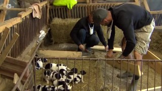 Калоян и Петър разширяват дома на малките кученца