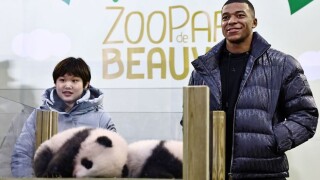 Мбапе осинови бебета панди (ВИДЕО)