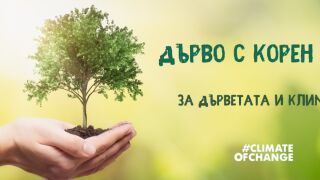 "Дърво с корен 2022": Избираме любими дървета в конкурса до 5 декември