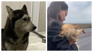 Прегазеното куче Мая и спасената Сахара - две истории за жестокост и доброта