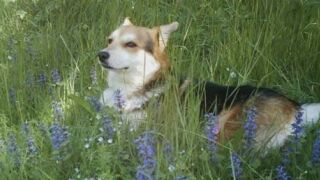 Снимка: Сигнали за насилие срещу животни: Как реагират институциите и има ли осъдени?