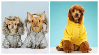 Нуждаят ли се наистина кучетата от палто за зимата 