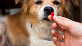 Антиейдж хапчета за кучета? Вече съществуват! (ВИДЕО)