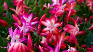 Кое е цветето, с което ще заменим коледната звезда за предстоящите празници