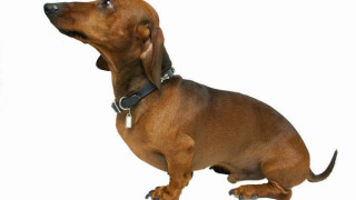 Лисичари у дома