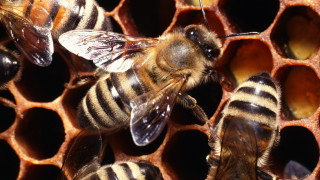 Български прополис срещу рак