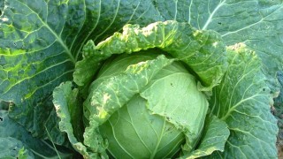 Стомашни киселини