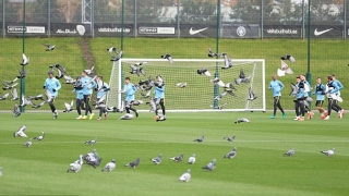 Инвазия от гълъби на тренировка на 