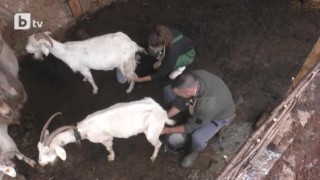 Днес всичките 10 овце, 10 кози и 2 крави очакват четирите ръце на Александра и Георги