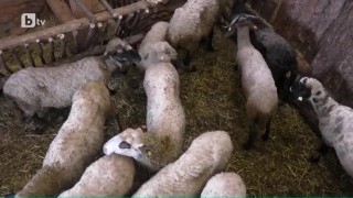 Кое ще е животното от обора, което ще нахрани прегладнелите за месо фермери?