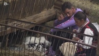 Фермерите се отдават на каузата да запазят живота на колкото се може повече от новородените кученца