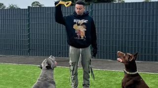 Погнаха и Лингард, орязал ушите на кучетата си