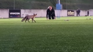 Лисица обра 