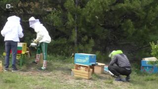 Фермерите вече си имат пчели в кошерите