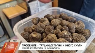 Българските трюфели - трудни за откриване, но може да спечелите 15 000 лв. (ВИДЕО)