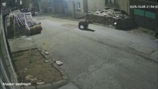 Снимка: Преследване на мечка: Екип на bTV се включи в нощен обход в Карлово