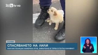 5 впечатляващи филма за кучета, които ще ни накарат да повярваме в доброто. Или ще ни ужасят