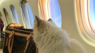Котката звезда на Карл Лагерфелд, която пътува с частен самолет и прави милиони (СНИМКИ)