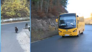 Снимка: "Това никога не се е случвало": Мече изскочи пред училищен автобус във Велинградско (ВИДЕО)