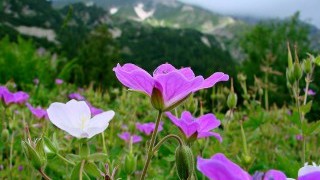 За Вярата, Надеждата и Любовта ни
