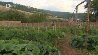 Вижте зеленчуковата градина на фермата