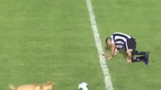 Куче нахлу на терена и извърши нарушение за картон (ВИДЕО)