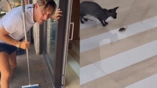 Том, Джери и... Тоти (ВИДЕО)