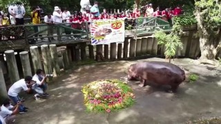 Хипопотам с повече от 20 деца става на 55 години (ВИДЕО)