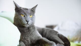 Как домашните котки ни предпазват от зли очи
