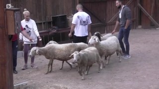 В стопанството вече ще има и овце
