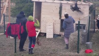 Във Фермата още в ранни зори започва да кипи труд
