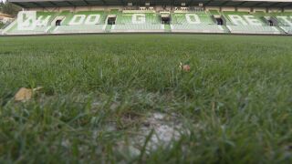 Насекоми изядоха тревата в Разград 