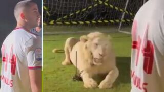 Представиха го до лъв и си плю на петите