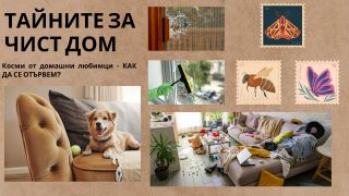 Косми от домашни любимци у дома - как да се отървем