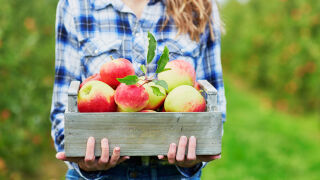 Не изхвърляйте старите ябълки! Ето какво да направите с тях
