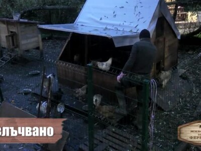Животът зад Фермата. Епизод 39: Пламен подготвя експертиза за случилото се с кокошката
