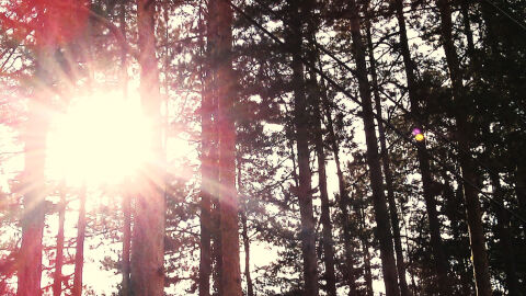 Времето на 15 ноември: Слънце на повечето места в страната