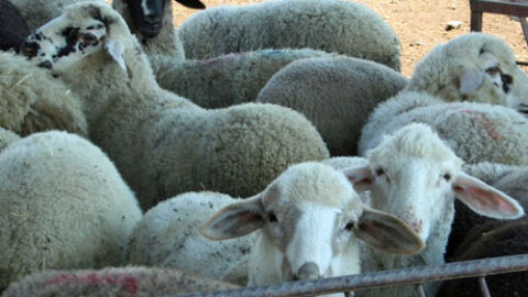 В навечерието на Великден: Откраднаха 50 агнета за близо 9000 евро в Сливенско