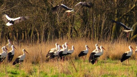 Все повече щъркели избират България: Над 7700 двойки отгледаха 17 000 малки