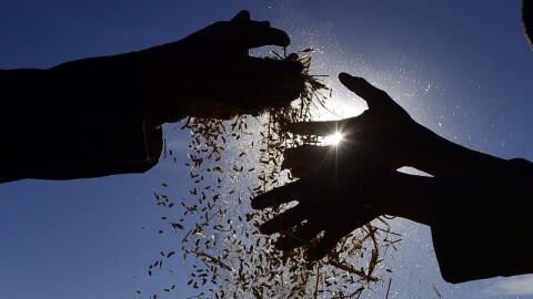 Кон вместо трактор: Кризата с горивата накара албанските фермери да впрегнат животни, за да обработват земята