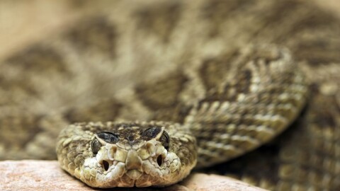 Извадиха змия с дължина метър и половина от двигател на автомобил 