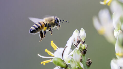 Откриха нов вид пчела с „дяволски“ рога 