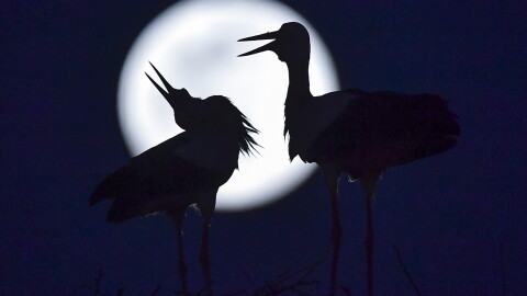 Китай създаде първия софтуер за синхронизиране на времето на Луната и Земята